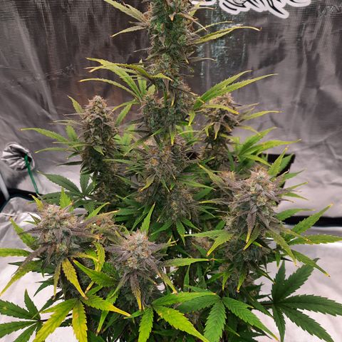 E-M Cake auto growlog timeline photo