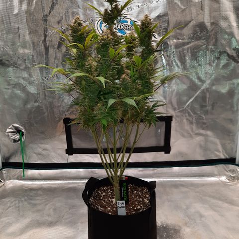 E-M Cake auto growlog timeline photo