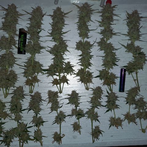 E-M Cake auto growlog timeline photo