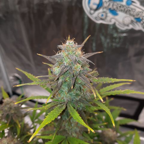 E-M Cake auto growlog timeline photo