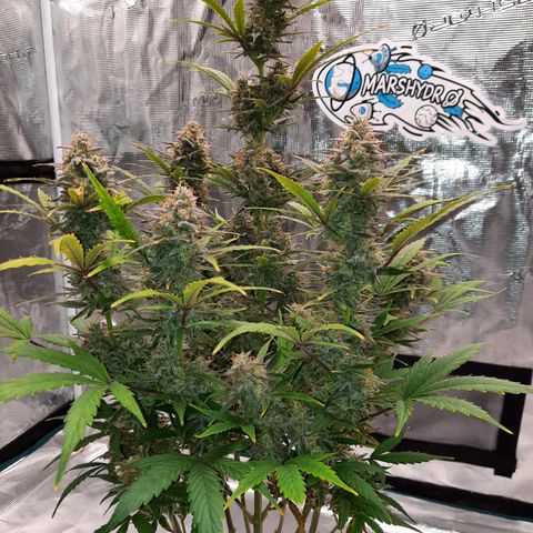 E-M Cake auto growlog timeline photo