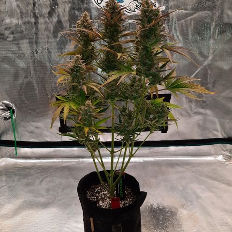 Raoul's Poison growlog timeline photo