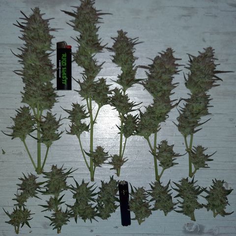 Raoul's Poison growlog timeline photo
