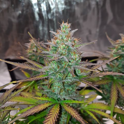 Raoul's Poison growlog timeline photo