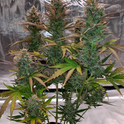 Raoul's Poison growlog timeline photo