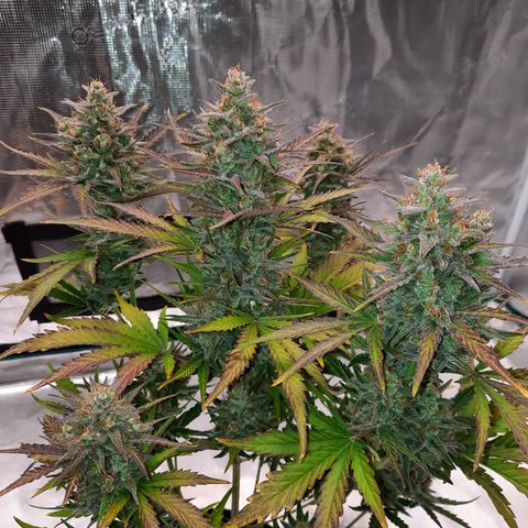 Raoul's Poison growlog timeline photo