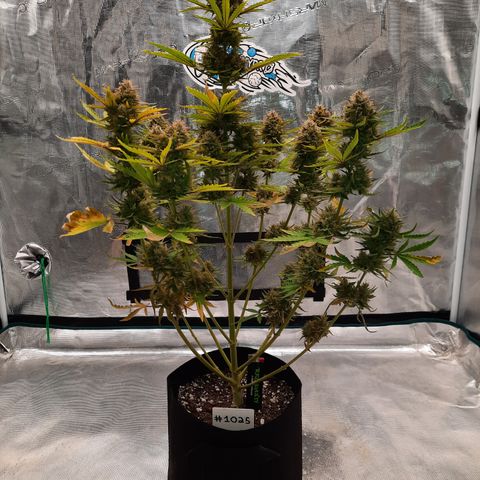 E-M Bruce vs Raoul auto growlog timeline photo