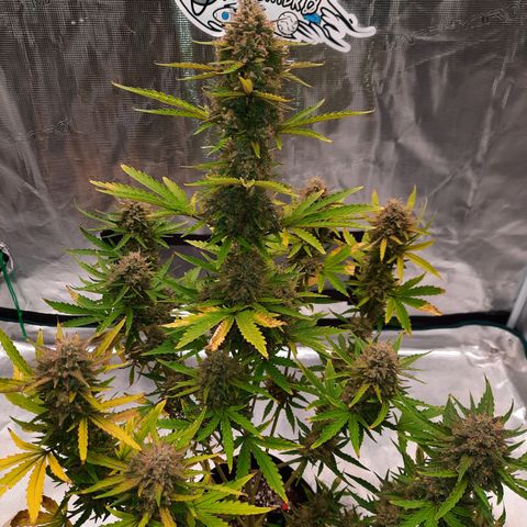 E-M Bruce vs Raoul auto growlog timeline photo