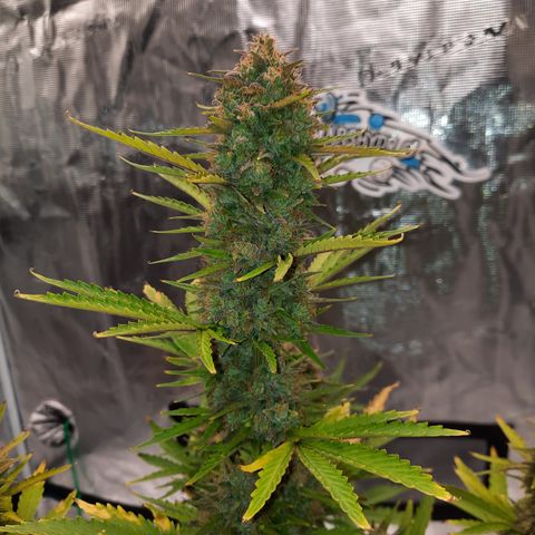E-M Bruce vs Raoul auto growlog timeline photo