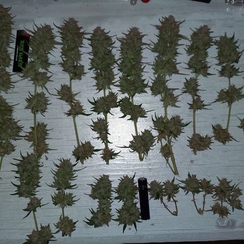 E-M Bruce vs Raoul auto growlog timeline photo