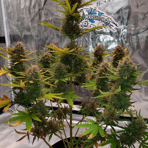 E-M Bruce vs Raoul auto growlog timeline photo
