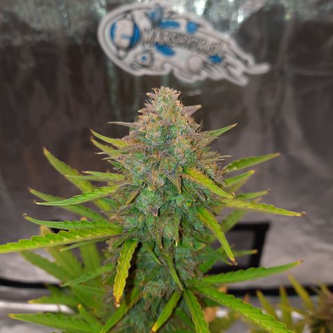 E-M Bruce vs Raoul auto growlog timeline photo