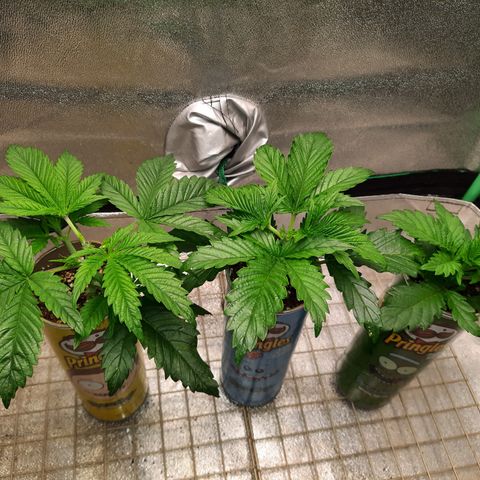 Mango for President growlog timeline photo
