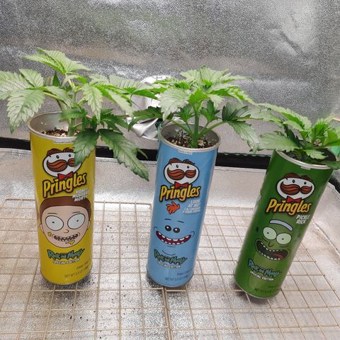Mango for President growlog timeline photo