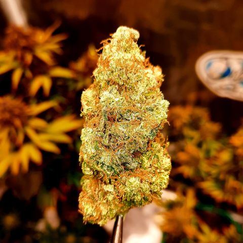 Royal Jewels F1 #5 growlog timeline photo