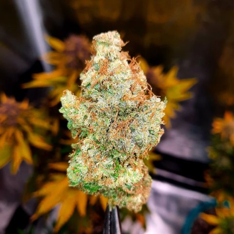 Royal Jewels F1 #5 growlog timeline photo