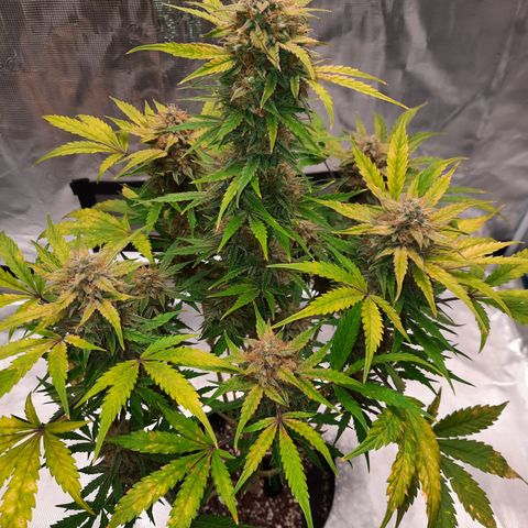 San Diego Sunsets growlog timeline photo