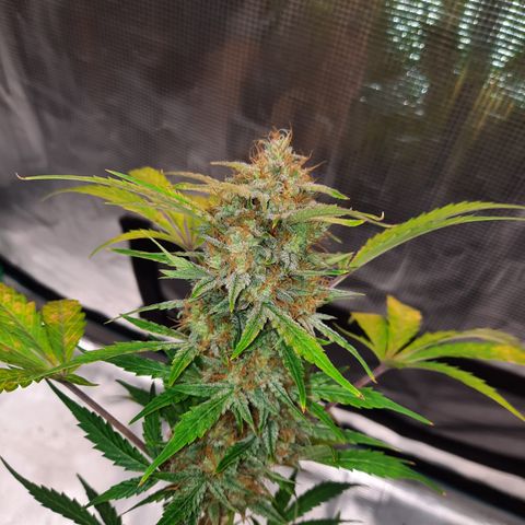 San Diego Sunsets growlog timeline photo