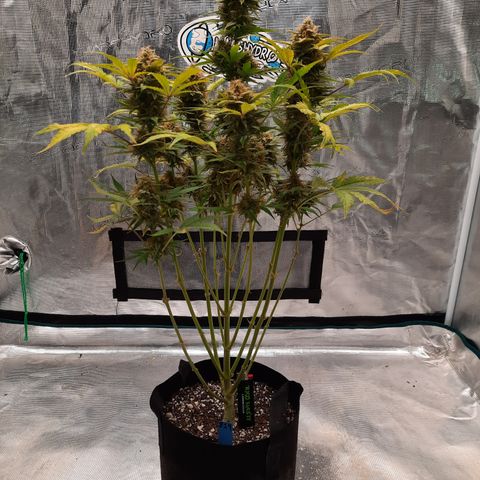 San Diego Sunsets growlog timeline photo