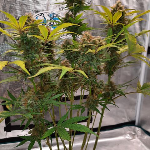 San Diego Sunsets growlog timeline photo