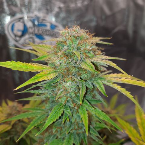 San Diego Sunsets growlog timeline photo