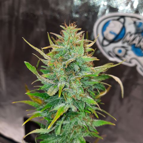 33 Sunsets growlog timeline photo