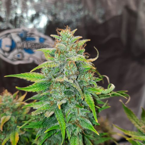 33 Sunsets growlog timeline photo