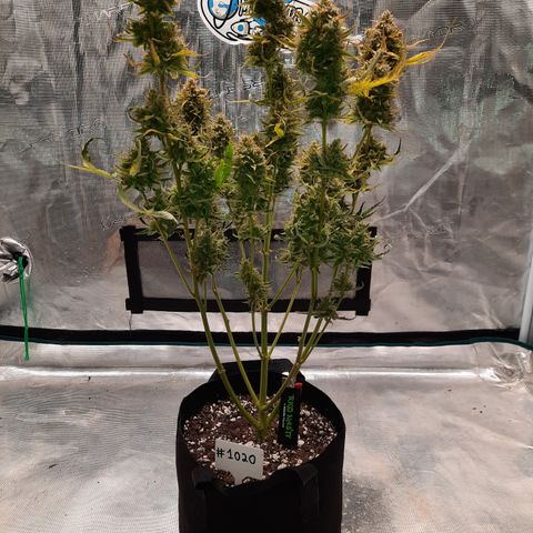 Madmartigan growlog timeline photo