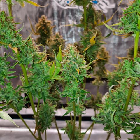 Madmartigan growlog timeline photo