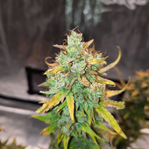 Madmartigan growlog timeline photo