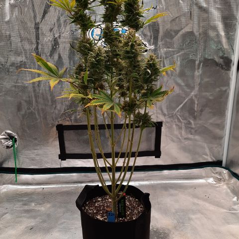 33 Sunsets growlog timeline photo