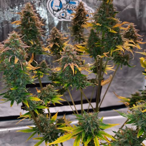 Easy Bud auto growlog timeline photo