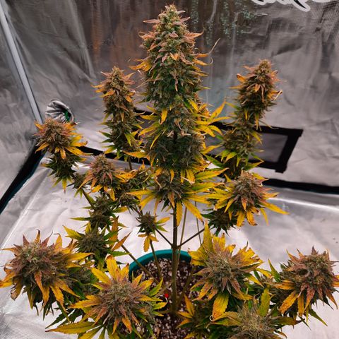 Easy Bud auto growlog timeline photo
