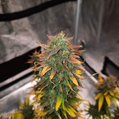 Easy Bud auto growlog timeline photo