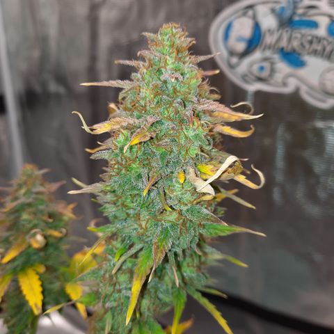 Easy Bud auto growlog timeline photo