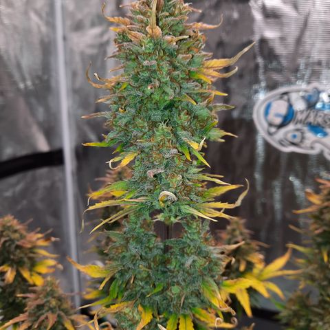 Easy Bud auto growlog timeline photo