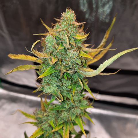 Madmartigan growlog timeline photo
