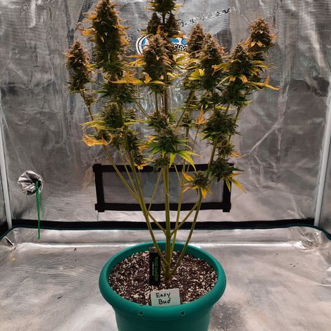 Easy Bud auto growlog timeline photo