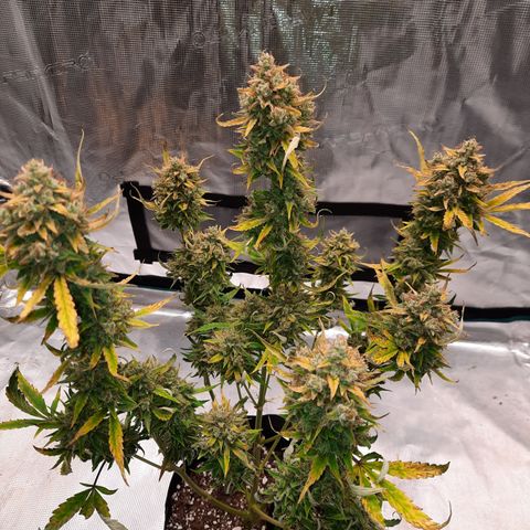 Madmartigan growlog timeline photo