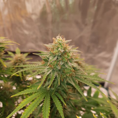 E-M Strawberry Duke auto growlog timeline photo