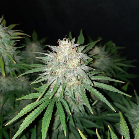 E-M Strawberry Duke auto growlog timeline photo
