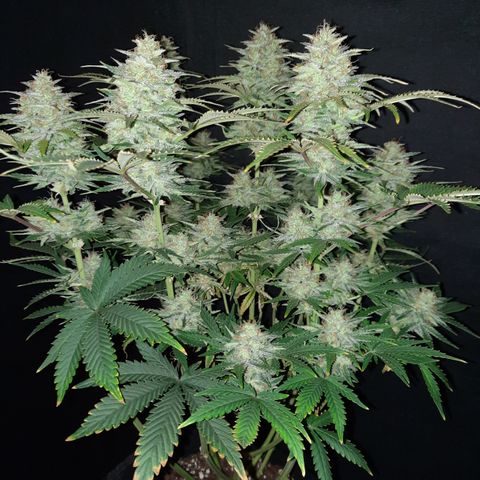 E-M Strawberry Duke auto growlog timeline photo