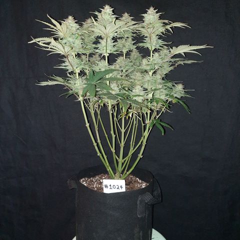 E-M Strawberry Duke auto growlog timeline photo
