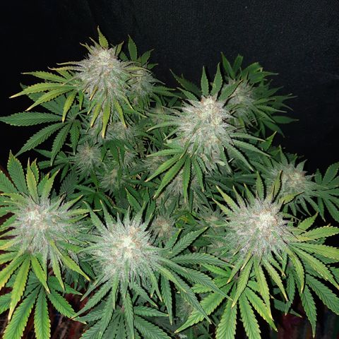 E-M Strawberry Duke auto growlog timeline photo