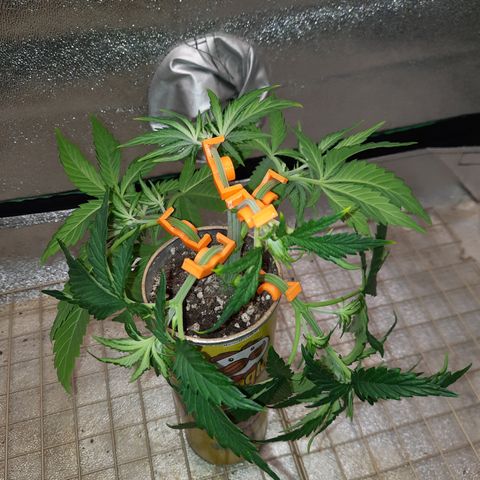 Mango for President growlog timeline photo