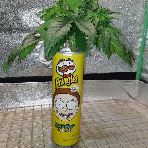 Mango for President growlog timeline photo