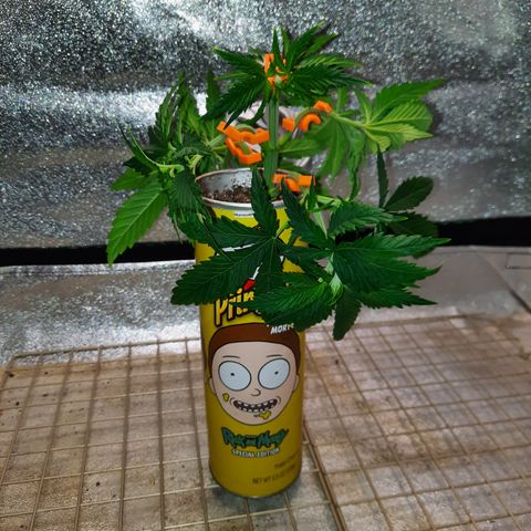 Mango for President growlog timeline photo