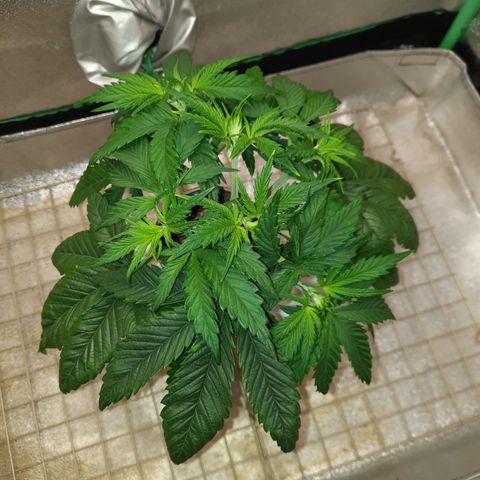 Mango for President growlog timeline photo