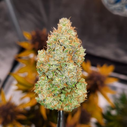 E-M Bruce vs Raoul auto growlog timeline photo
