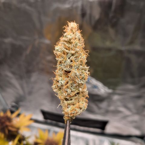 E-M Cake auto growlog timeline photo